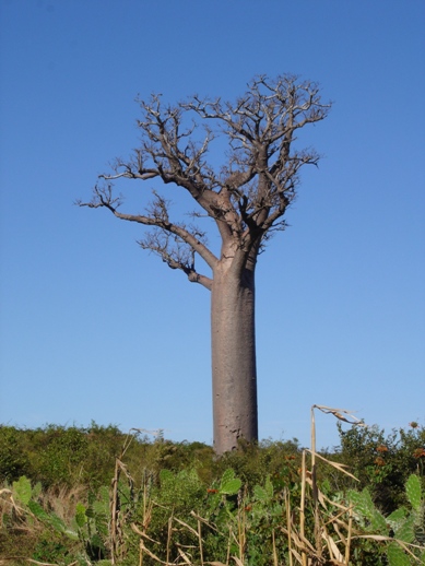 ../Images/Madagaskar, 25.05.-10.06.07, Foto (439), Baobab (Affenbrotbaum).JPG